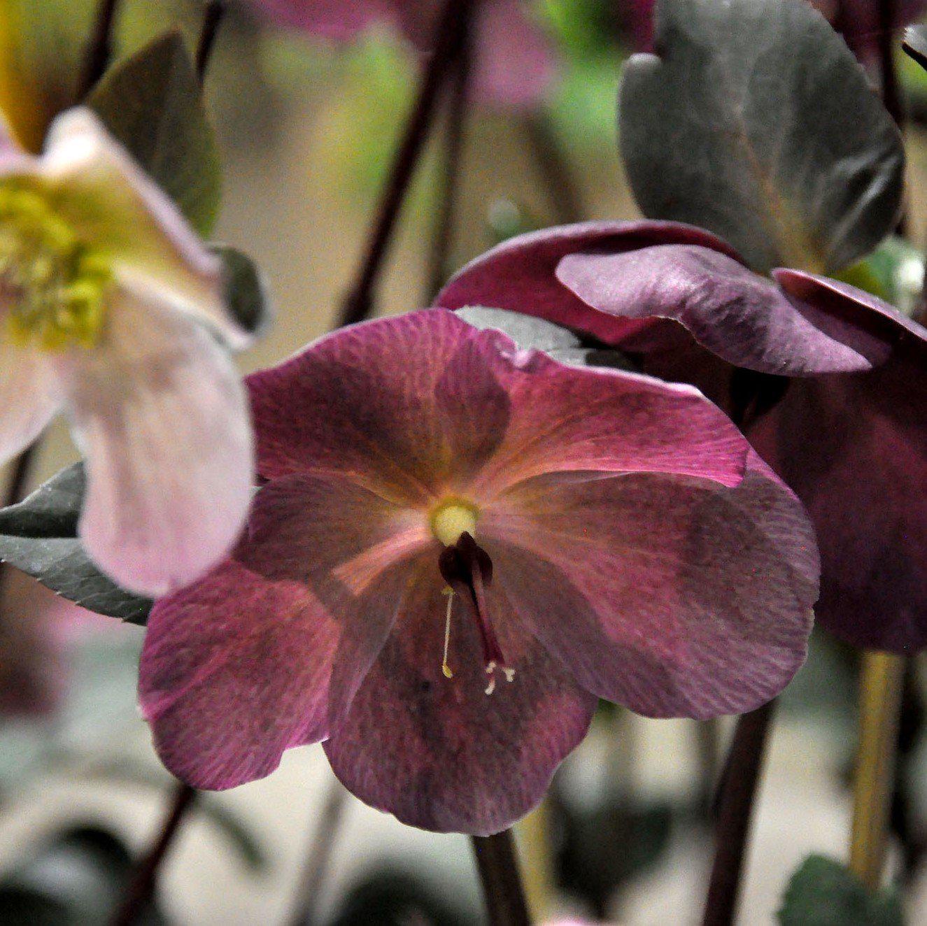 Hellebore, Frostkiss® Anna's Red Lenten Rose - Image 2