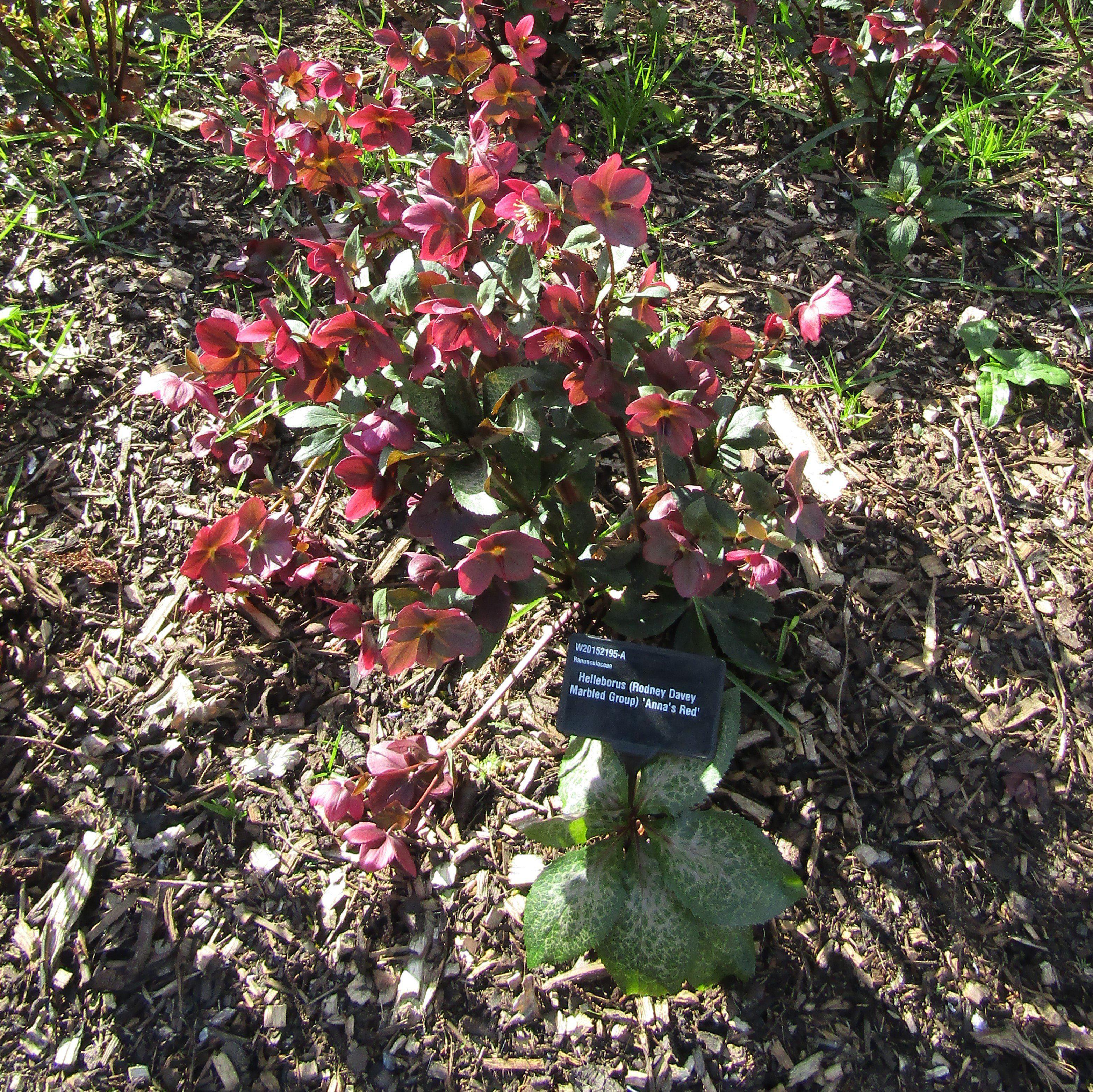 Hellebore, Frostkiss® Anna's Red Lenten Rose - Image 3