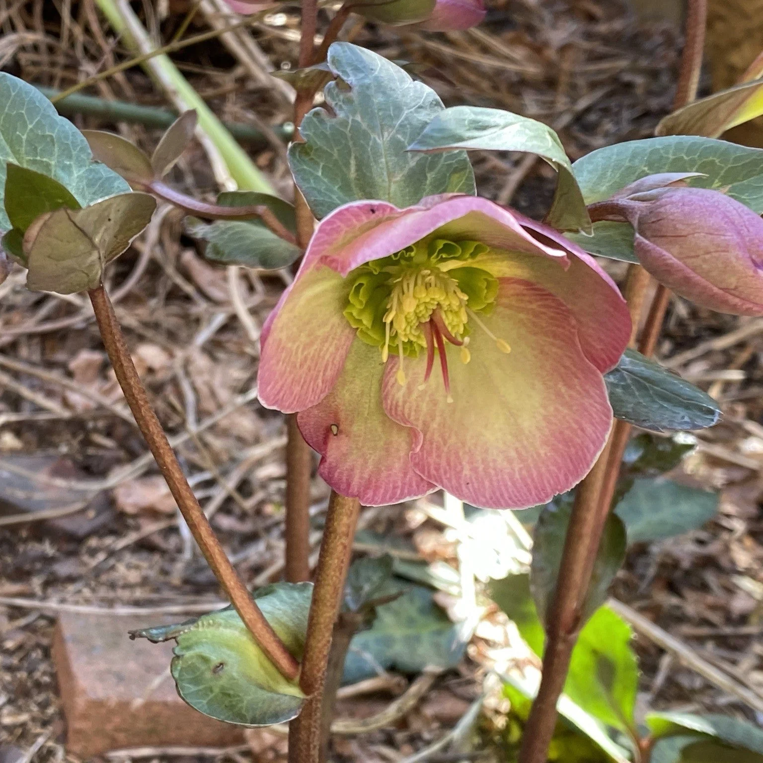 Hellebore, Frostkiss® Glenda's Gloss® Hellebore - Image 2