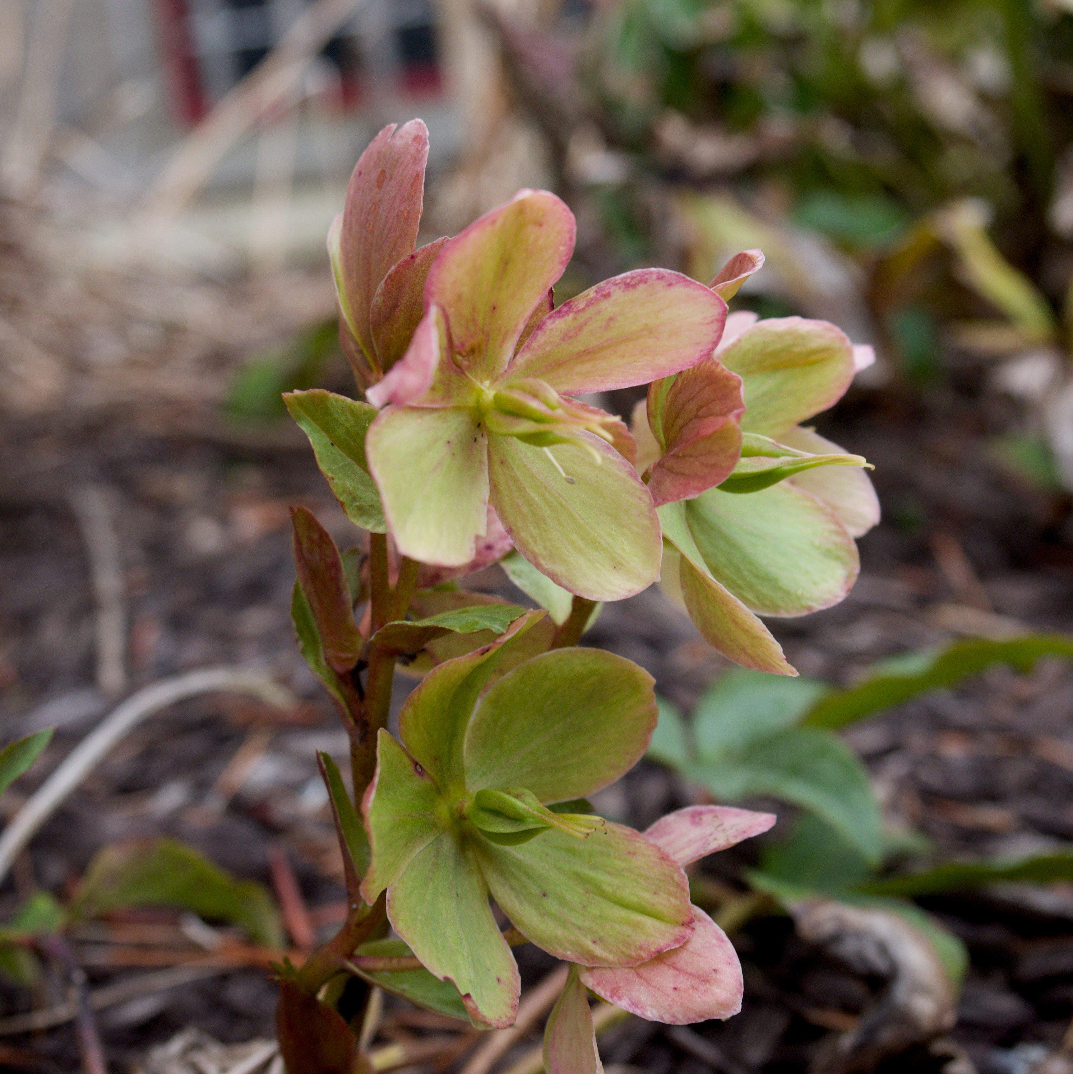 Hellebore, HGC® Champion Lenten Rose - Image 2