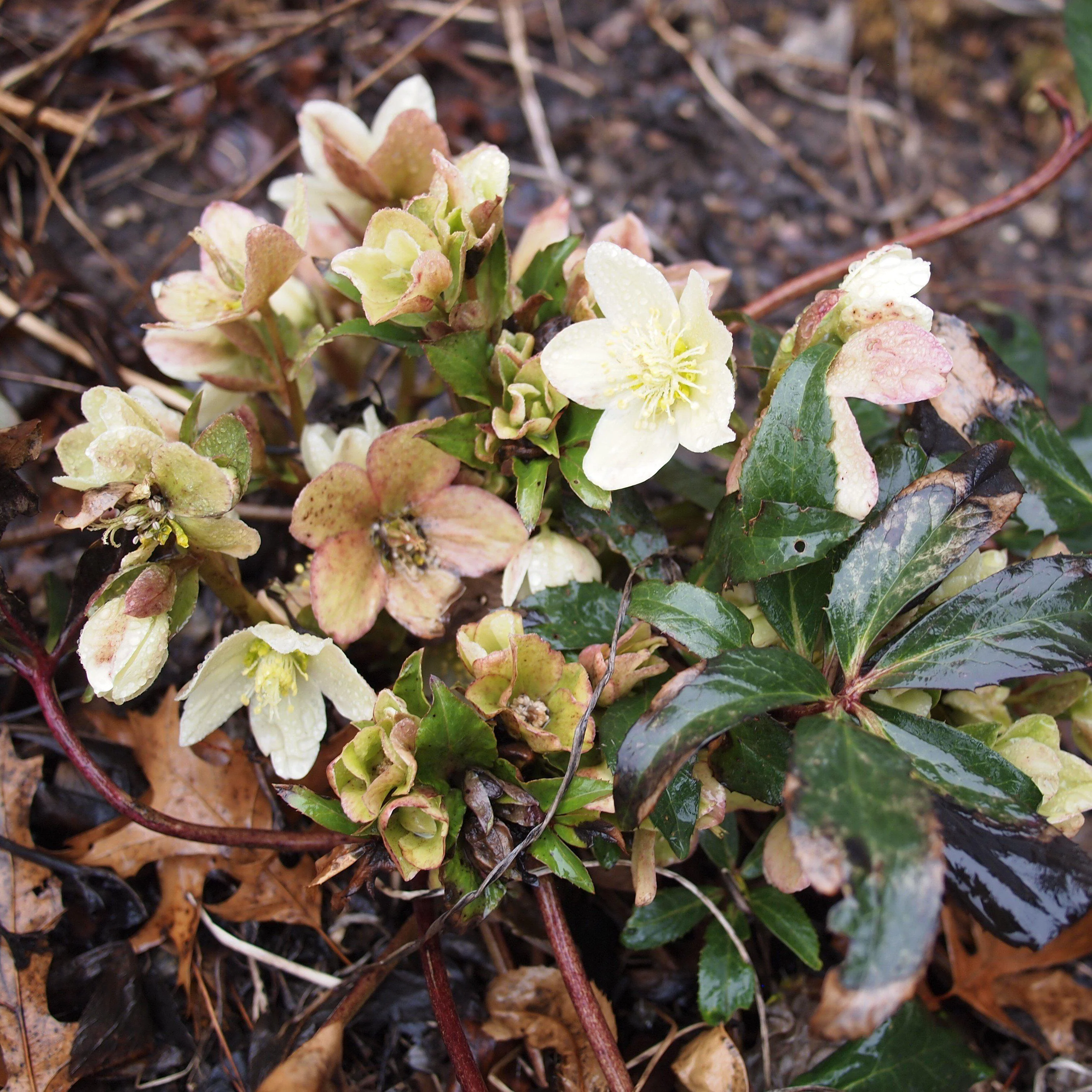 Hellebore, HGC® Champion Lenten Rose - Image 3
