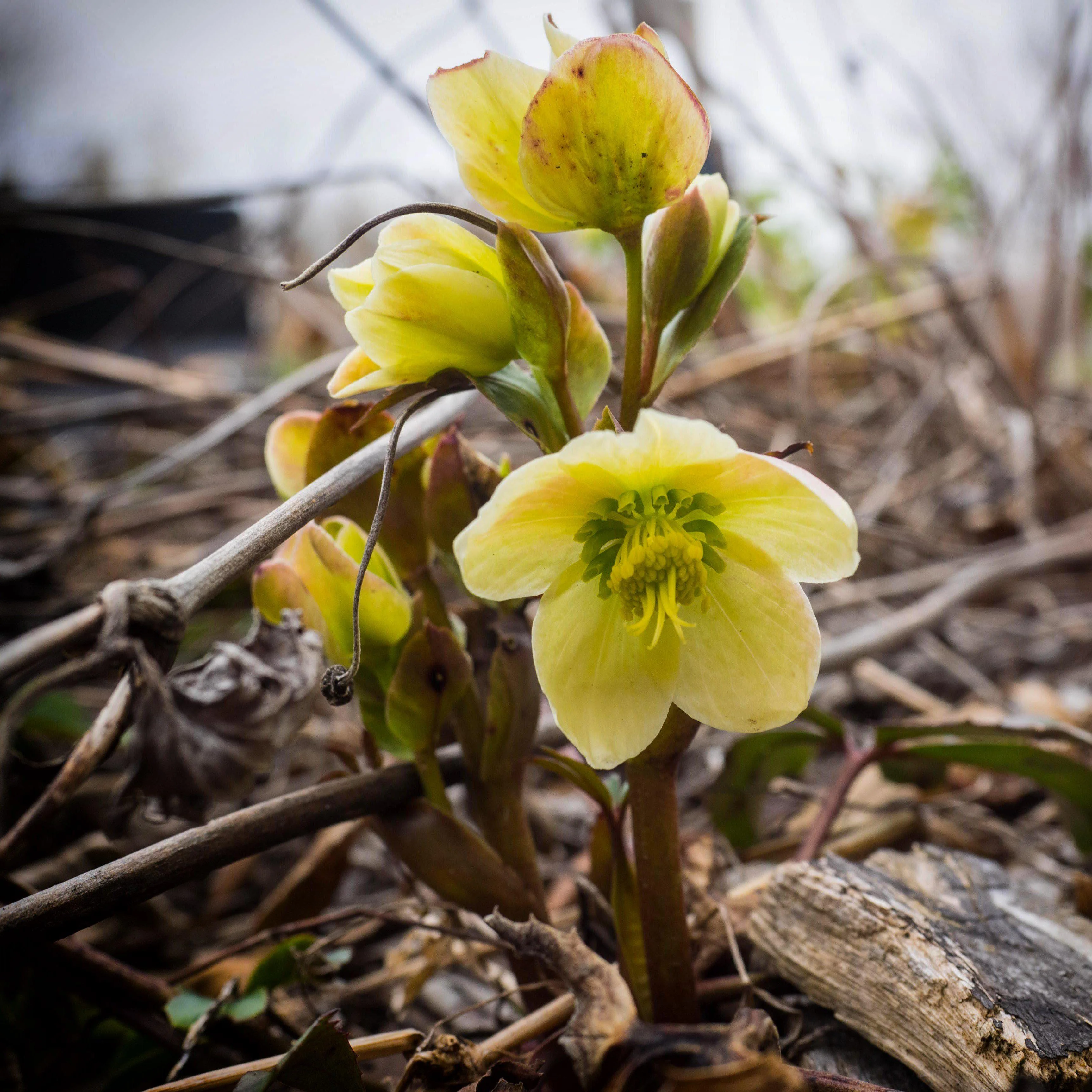 Hellebore, HGC® Champion Lenten Rose - Image 4