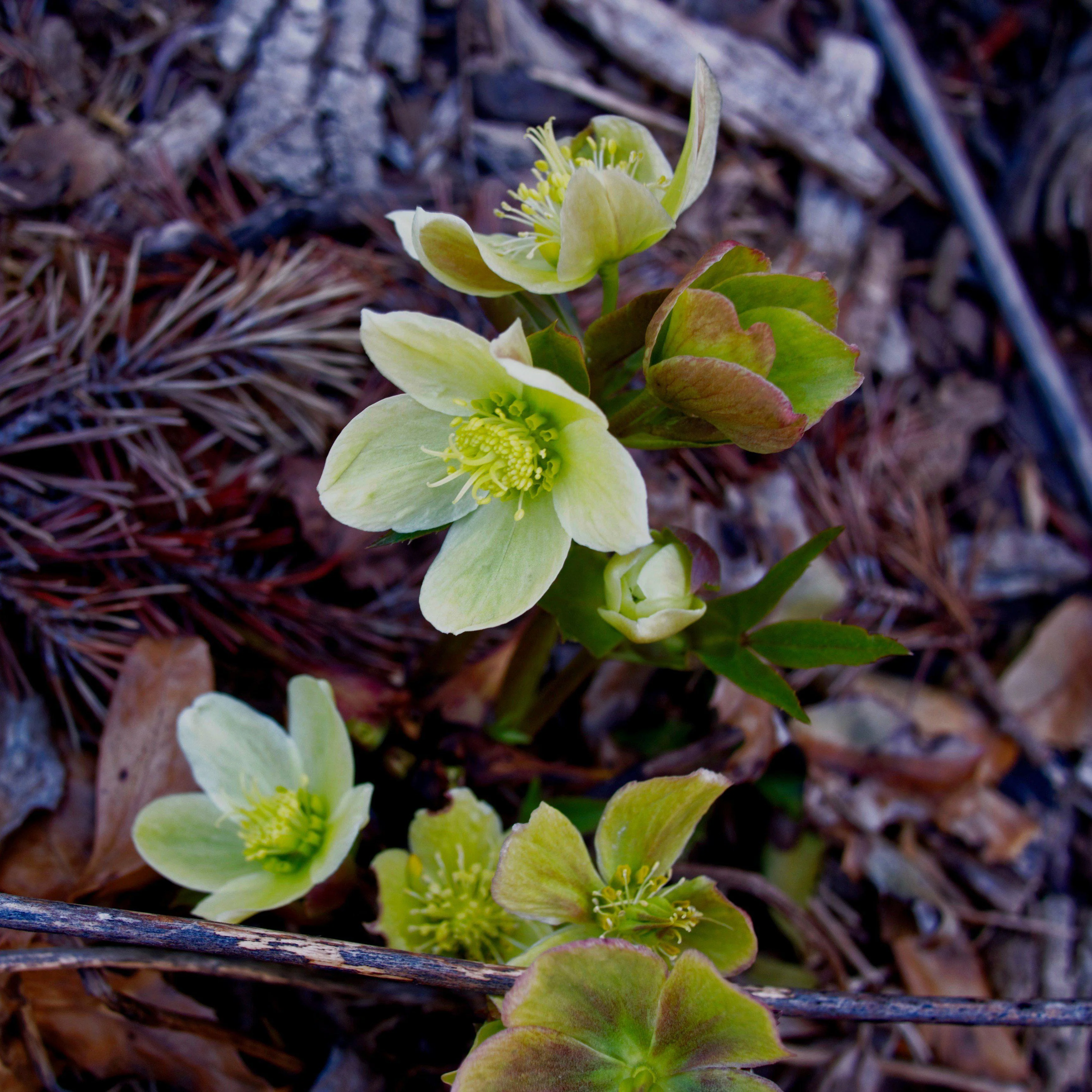 Hellebore, HGC® Champion Lenten Rose - Image 5