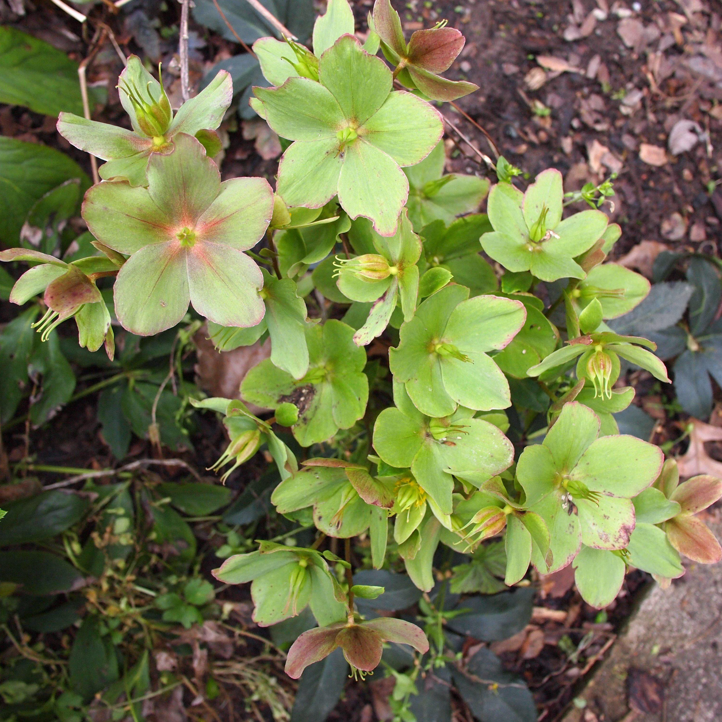 Hellebore, HGC® Champion Lenten Rose - Image 6