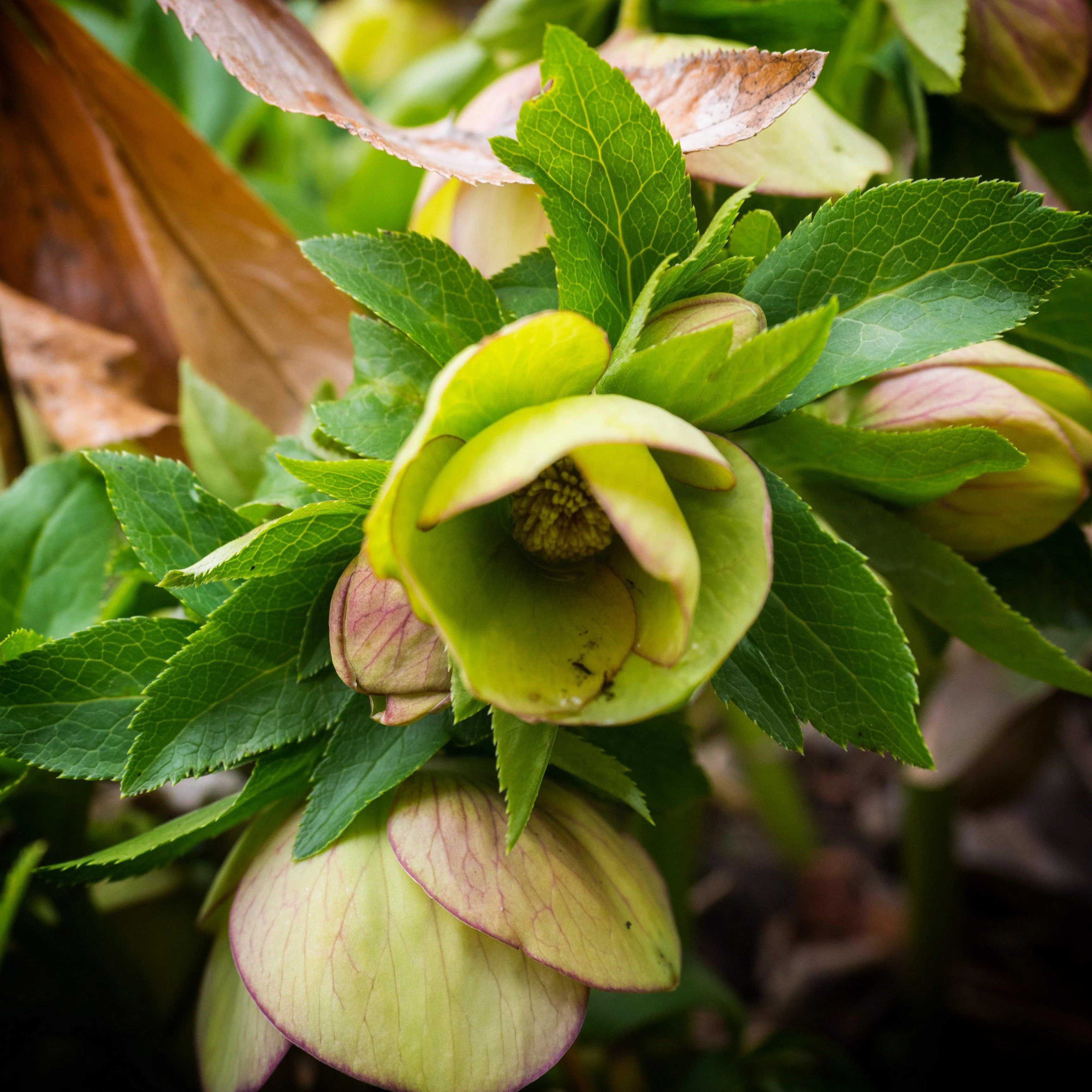 Hellebore, HGC® Champion Lenten Rose - Image 7