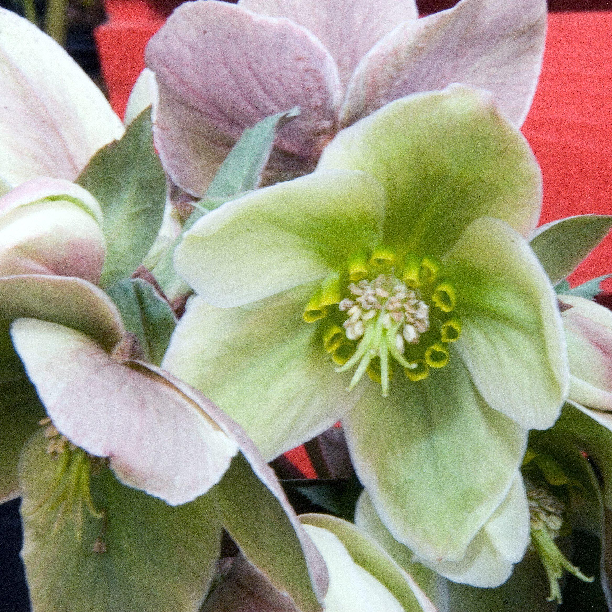 Hellebore, Ivory Prince Lenten Rose - Image 3