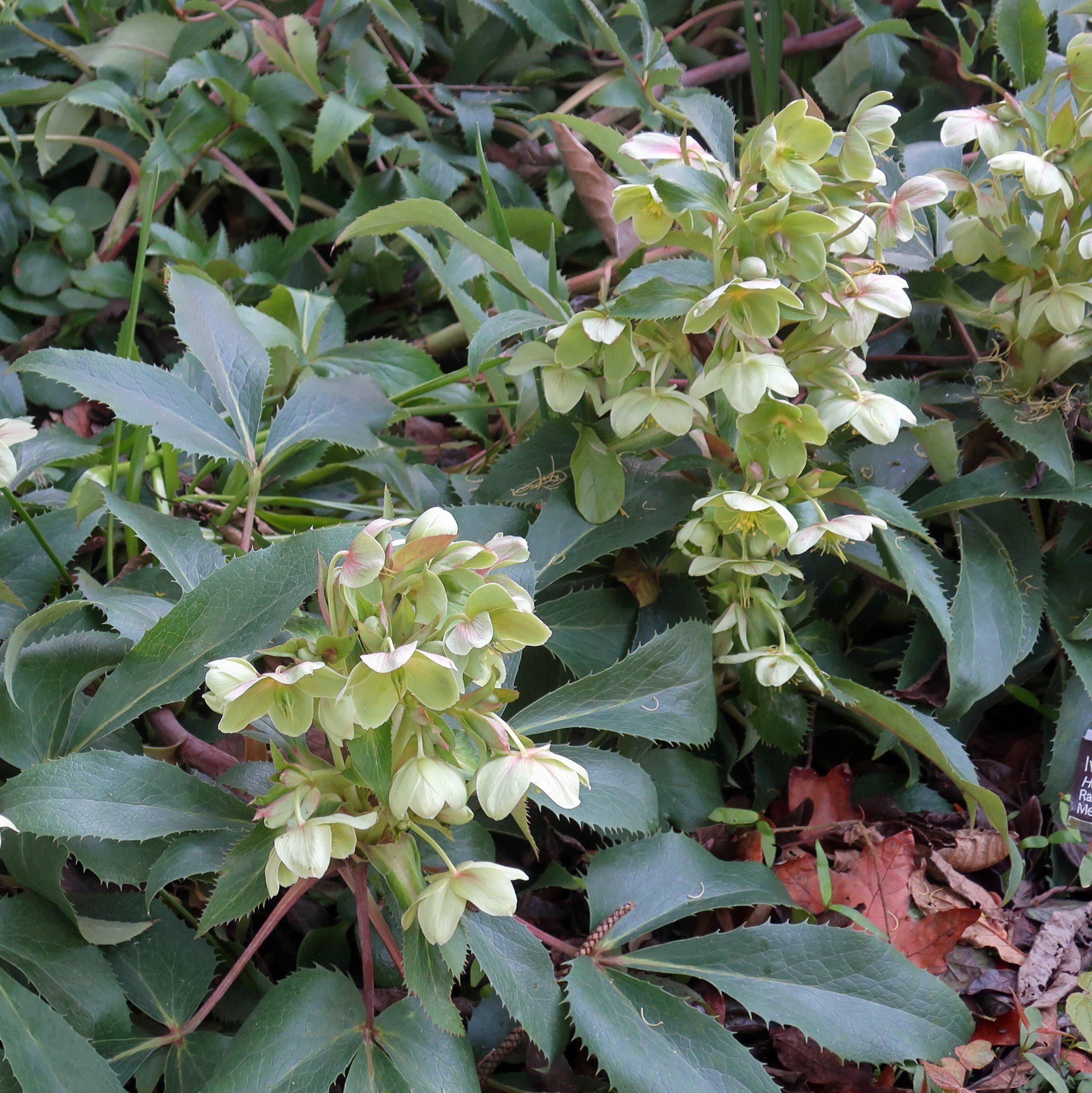 Hellebore, Ivory Prince Lenten Rose - Image 4