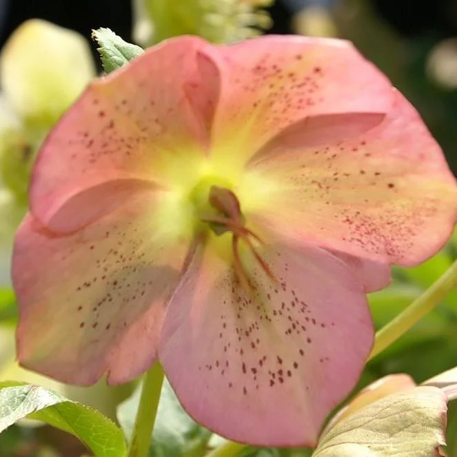 Hellebore, Royal Heritage™ Strain Lenten Rose