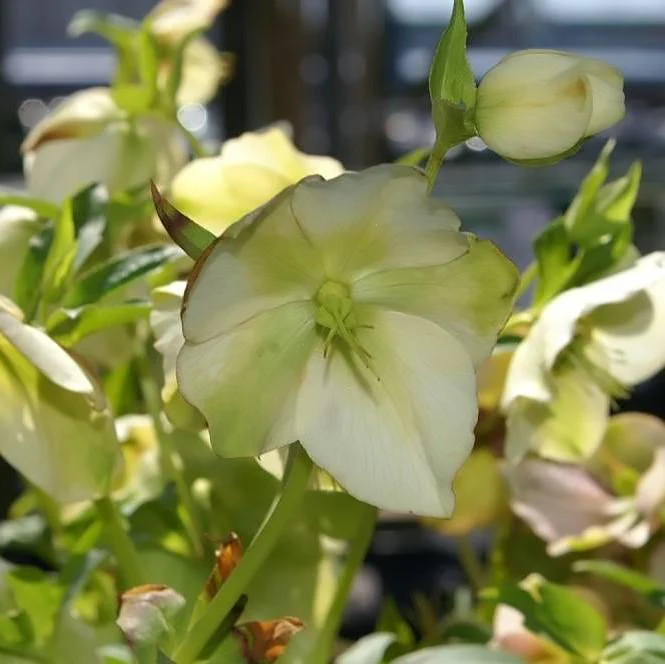 Hellebore, Royal Heritage™ Strain Lenten Rose - Image 2