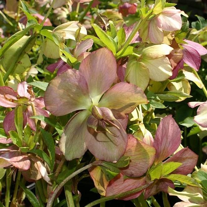Hellebore, Royal Heritage™ Strain Lenten Rose - Image 3