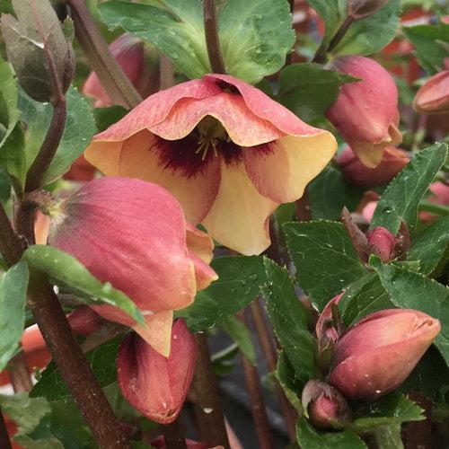 Hellebore, Honeymoon® Sandy Shores Lenten Rose