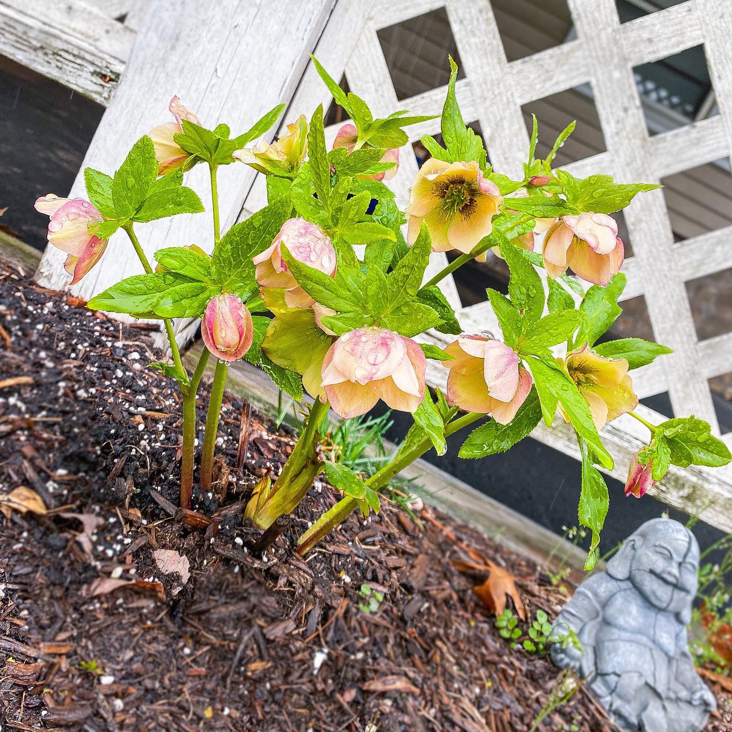 Hellebore, Honeymoon® Sandy Shores Lenten Rose - Image 2