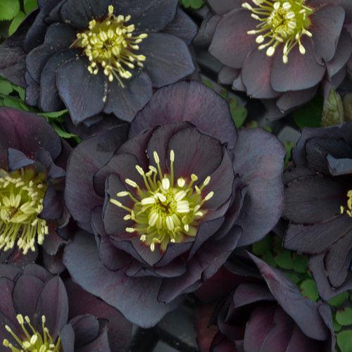 Hellebore, Wedding Party® Mix Lenten Rose - Image 2