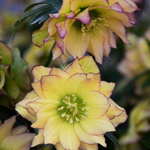 Hellebore, Wedding Party® Mix Lenten Rose - Image 3