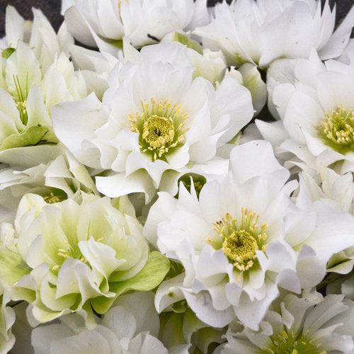Hellebore, Wedding Party® Mix Lenten Rose - Image 4