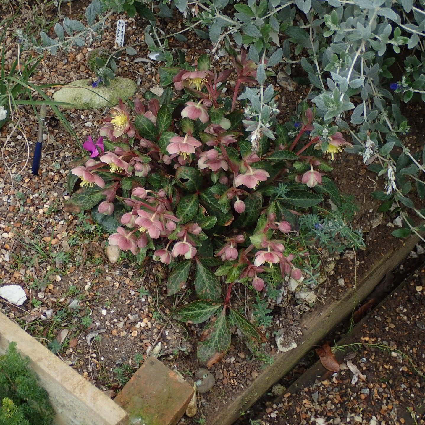 Hellebore, FrostKiss™ Pippa's Purple Lenten Rose - Image 2