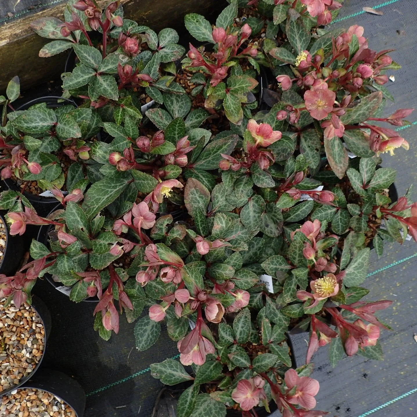 Hellebore, FrostKiss™ Pippa's Purple Lenten Rose - Image 3
