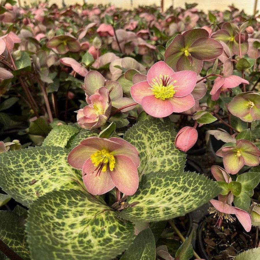 Hellebore, FrostKiss™ Pippa's Purple Lenten Rose - Image 4