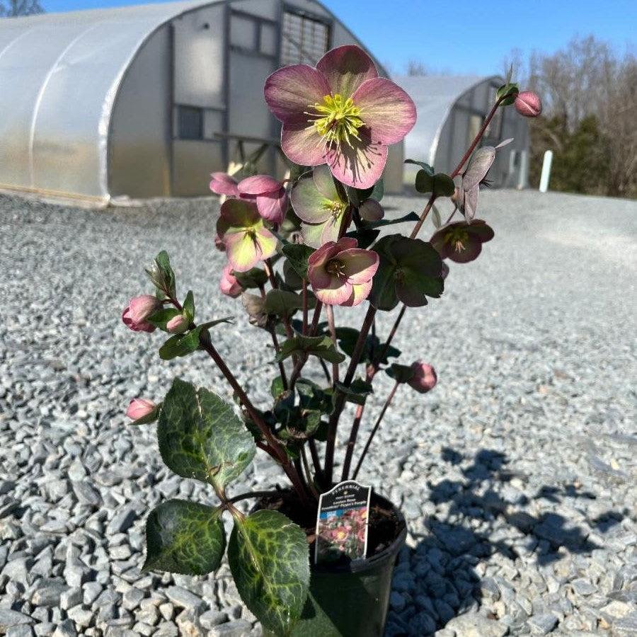 Hellebore, FrostKiss™ Pippa's Purple Lenten Rose - Image 5