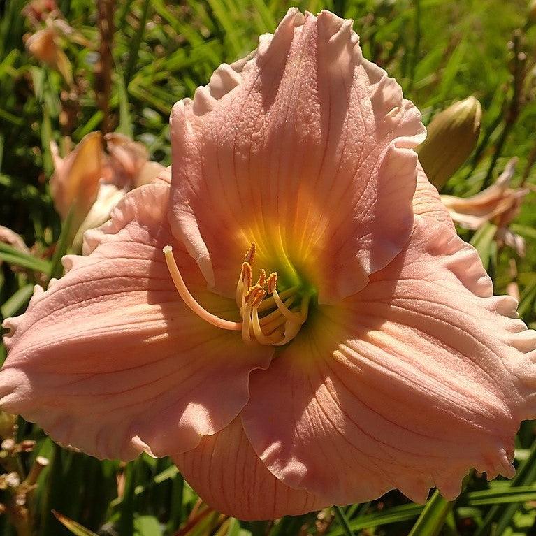 Daylily, Barbara Mitchell Daylily
