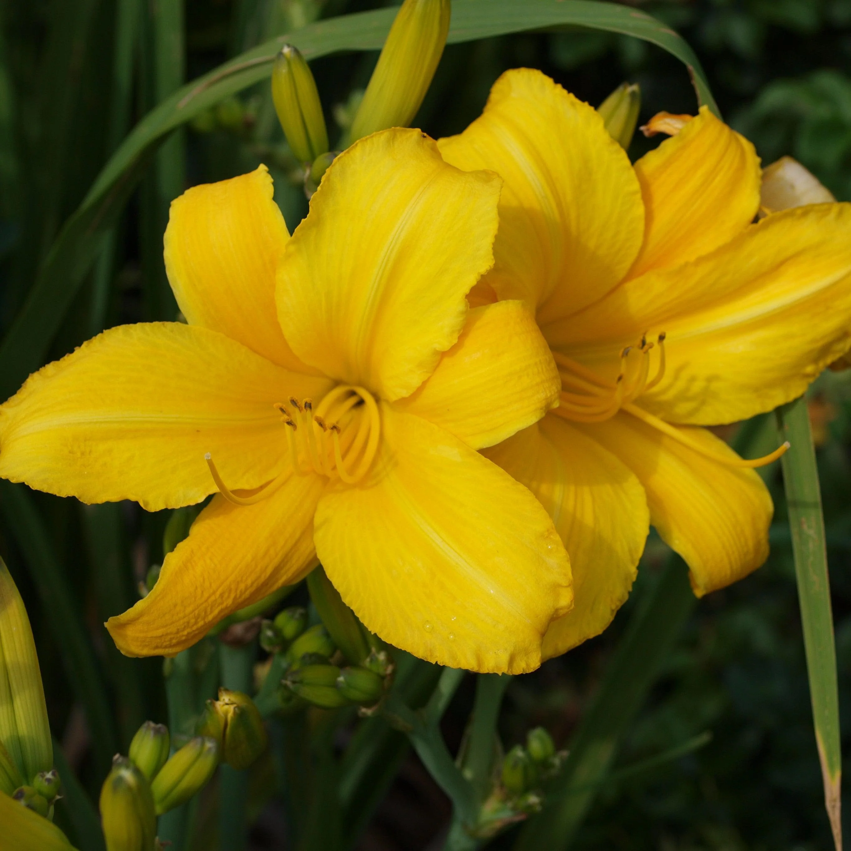 Daylily, Buttered Popcorn Daylily - Image 2