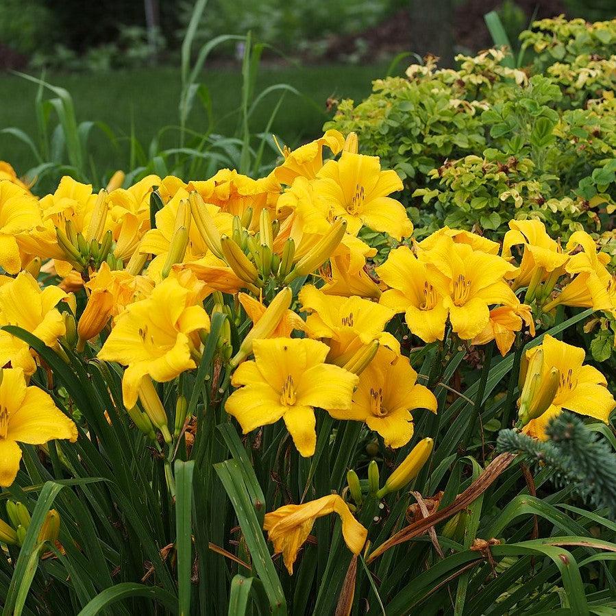 Daylily, Buttered Popcorn Daylily - Image 3