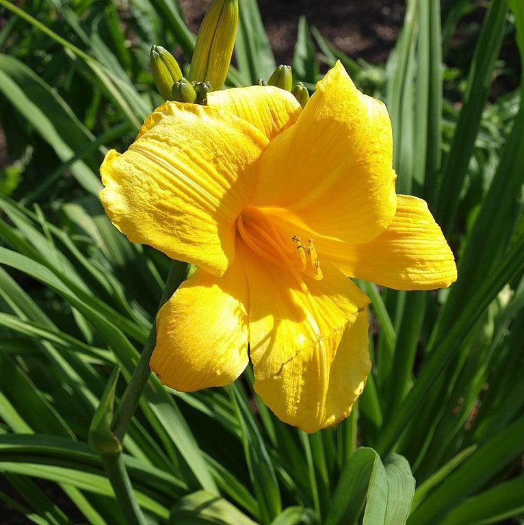 Daylily, Buttered Popcorn Daylily - Image 4
