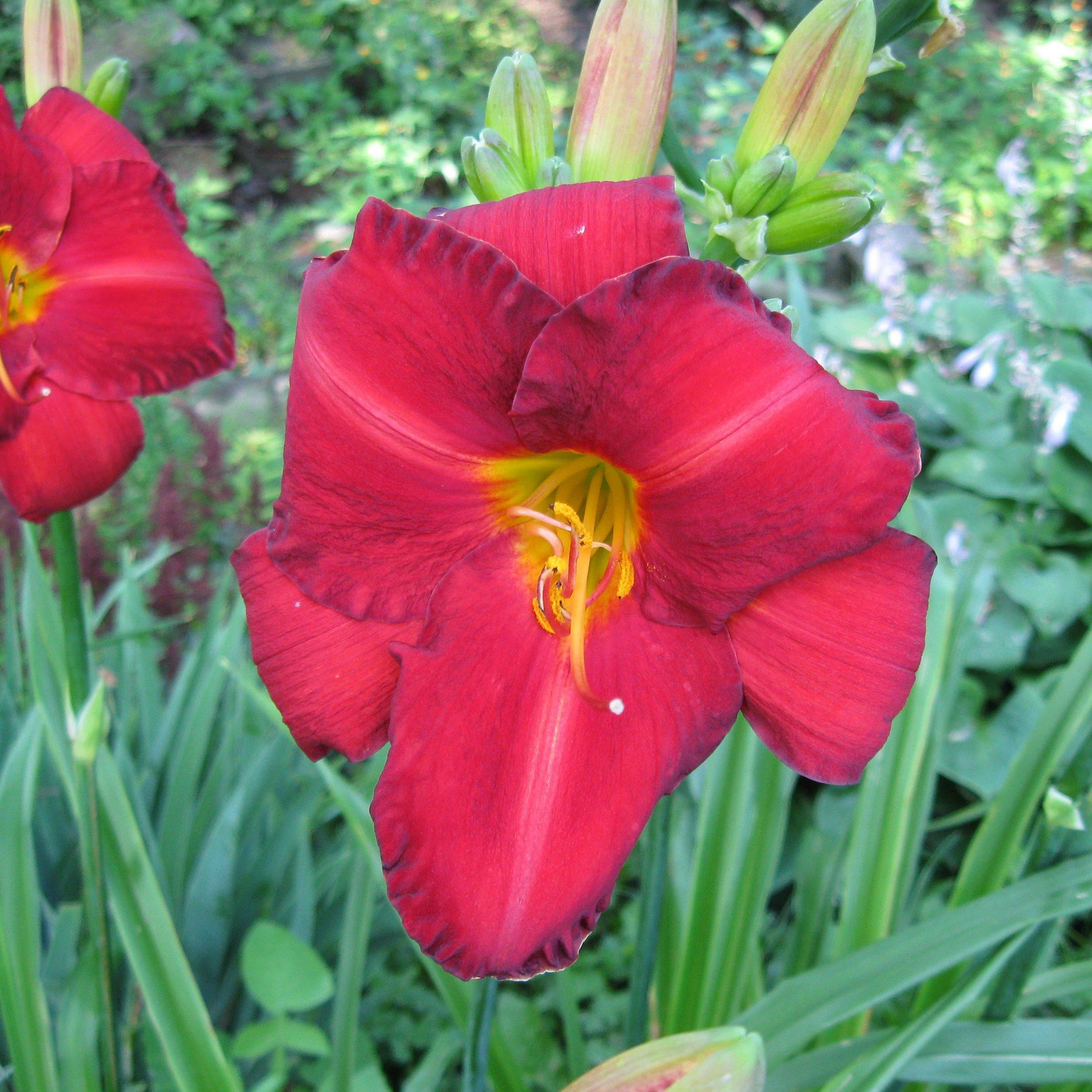 Daylily, Chicago Apache Daylily