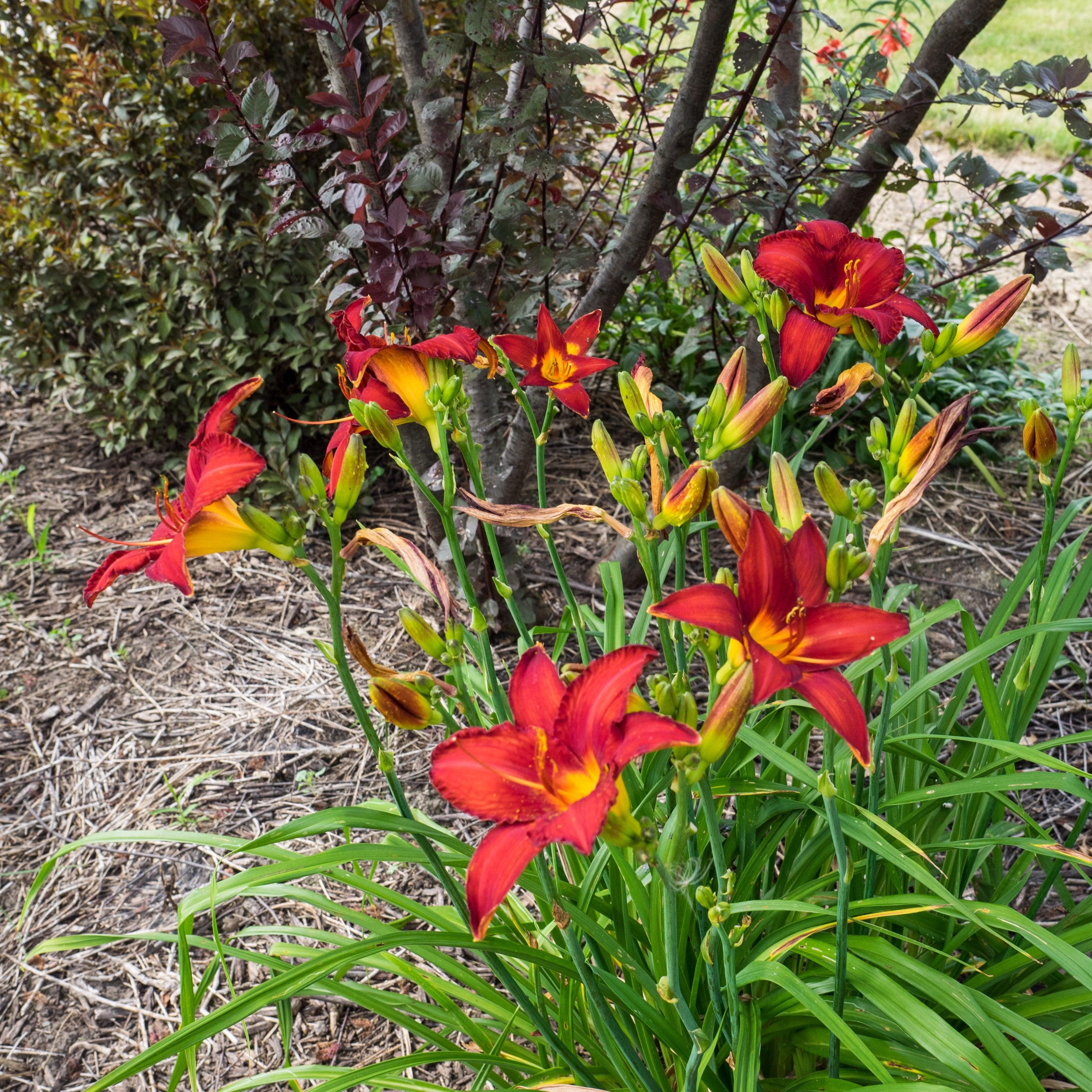 Daylily, Chicago Apache Daylily - Image 2