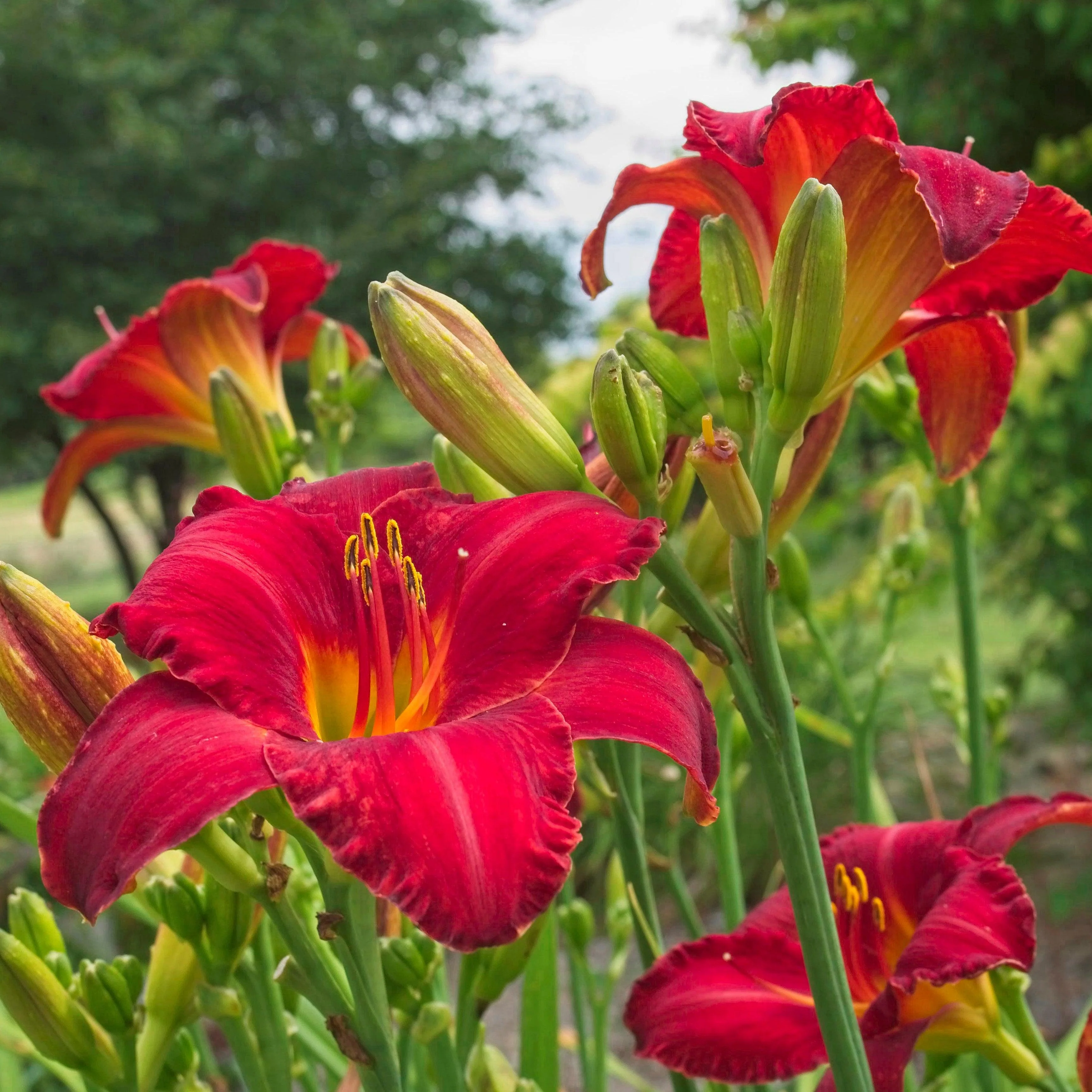 Daylily, Chicago Apache Daylily - Image 3