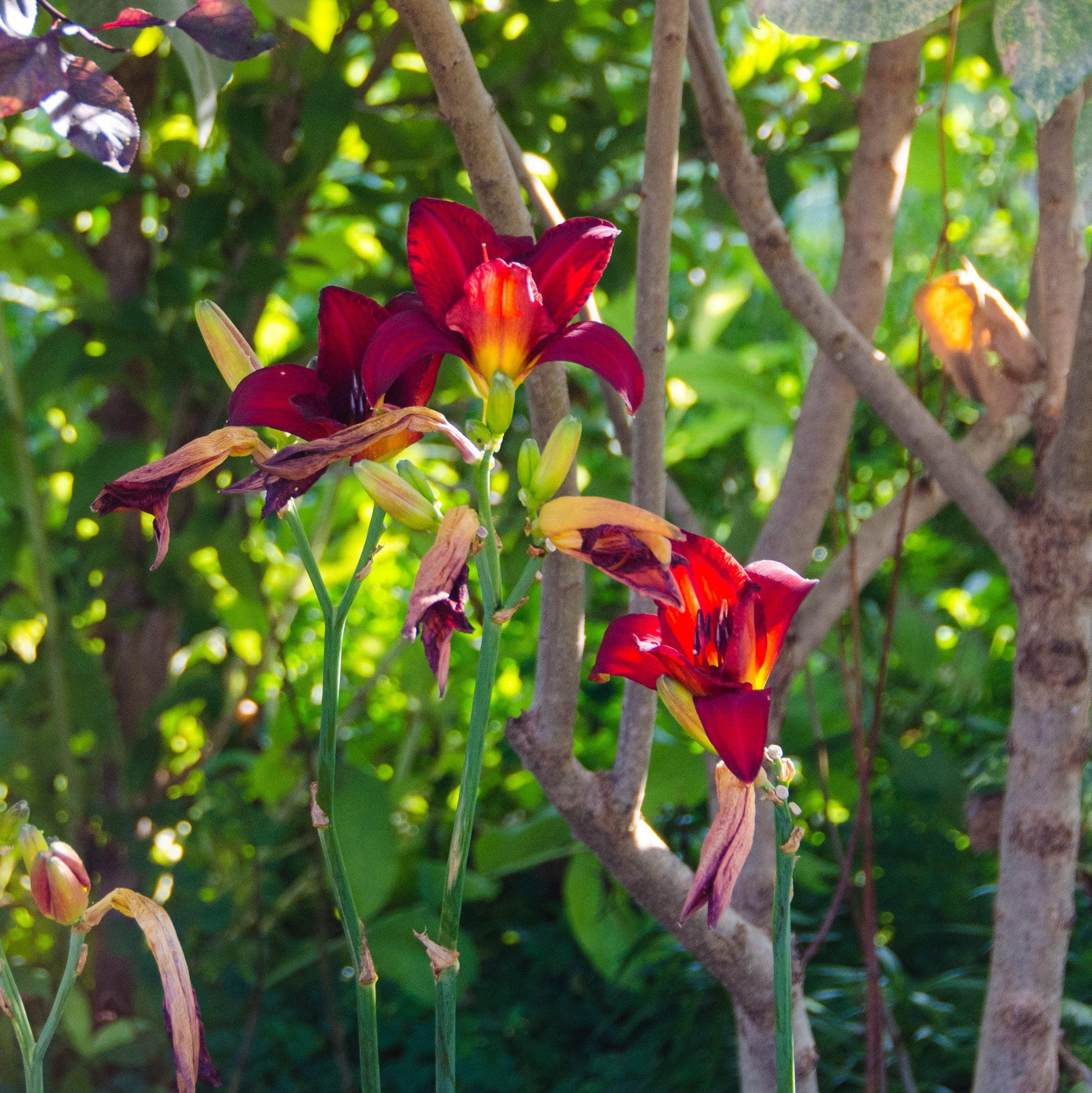 Daylily, Chicago Apache Daylily - Image 4