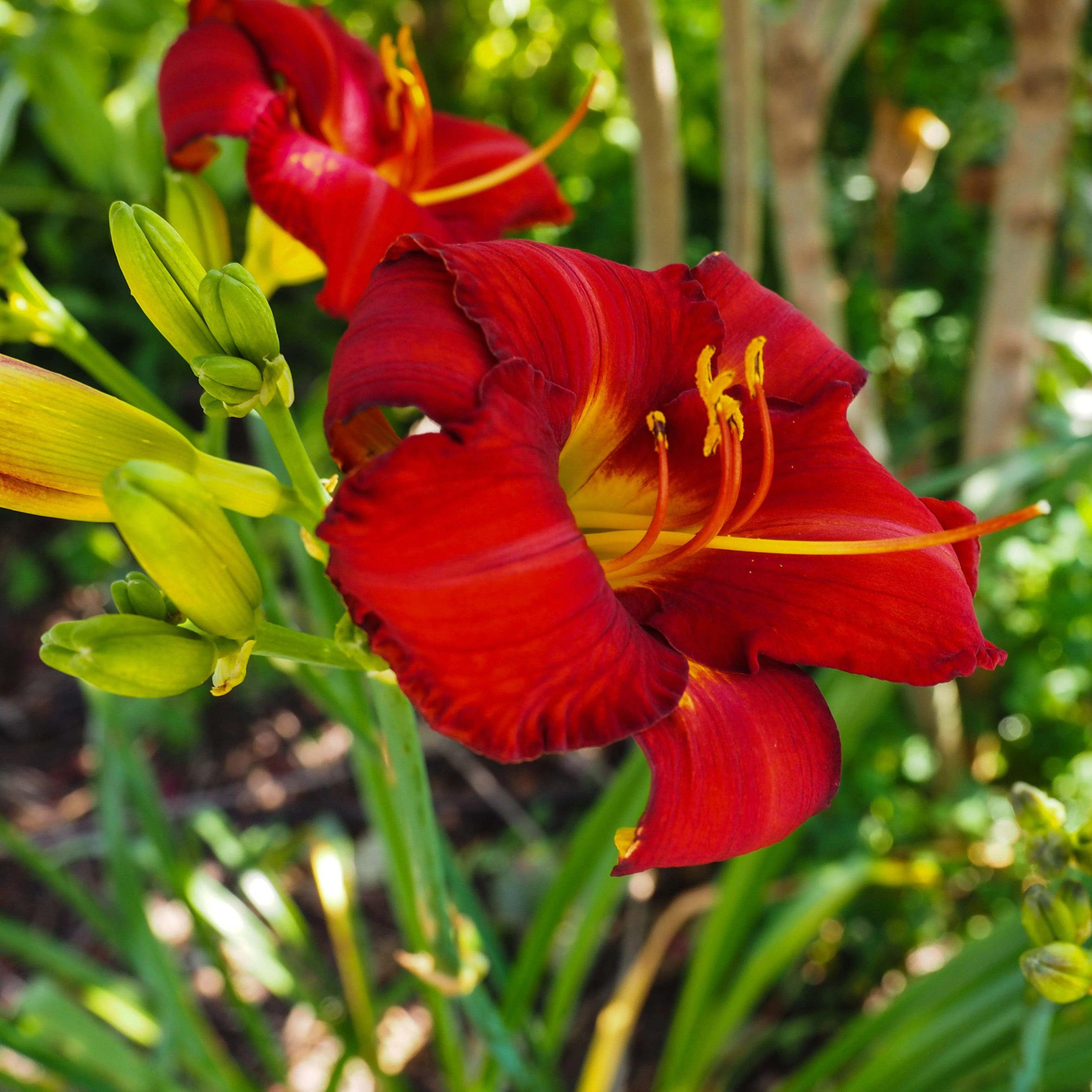Daylily, Chicago Apache Daylily - Image 5