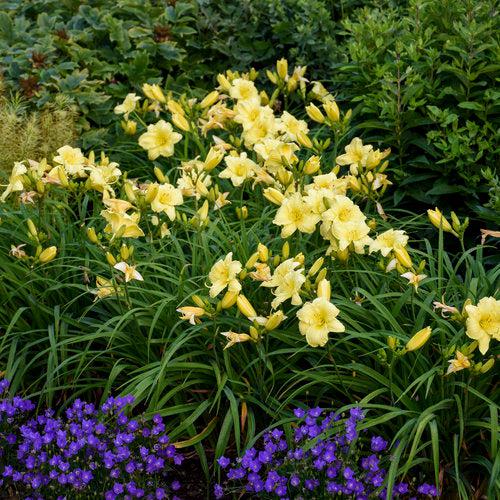 Daylily, Rainbow Rhythm® Going Bananas Daylily - Image 2