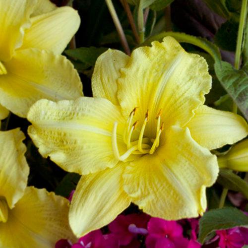 Daylily, Rainbow Rhythm® Going Bananas Daylily - Image 3