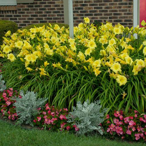 Daylily, Rainbow Rhythm® Going Bananas Daylily - Image 4
