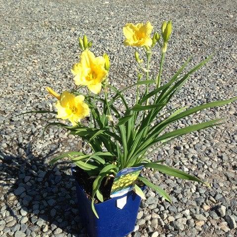 Daylily, Happy Returns Daylily - Image 2