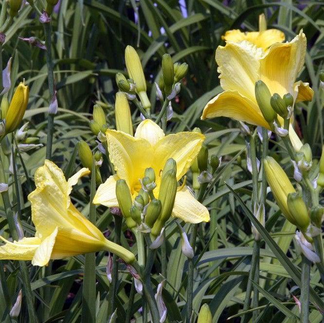 Daylily, Happy Returns Daylily - Image 3