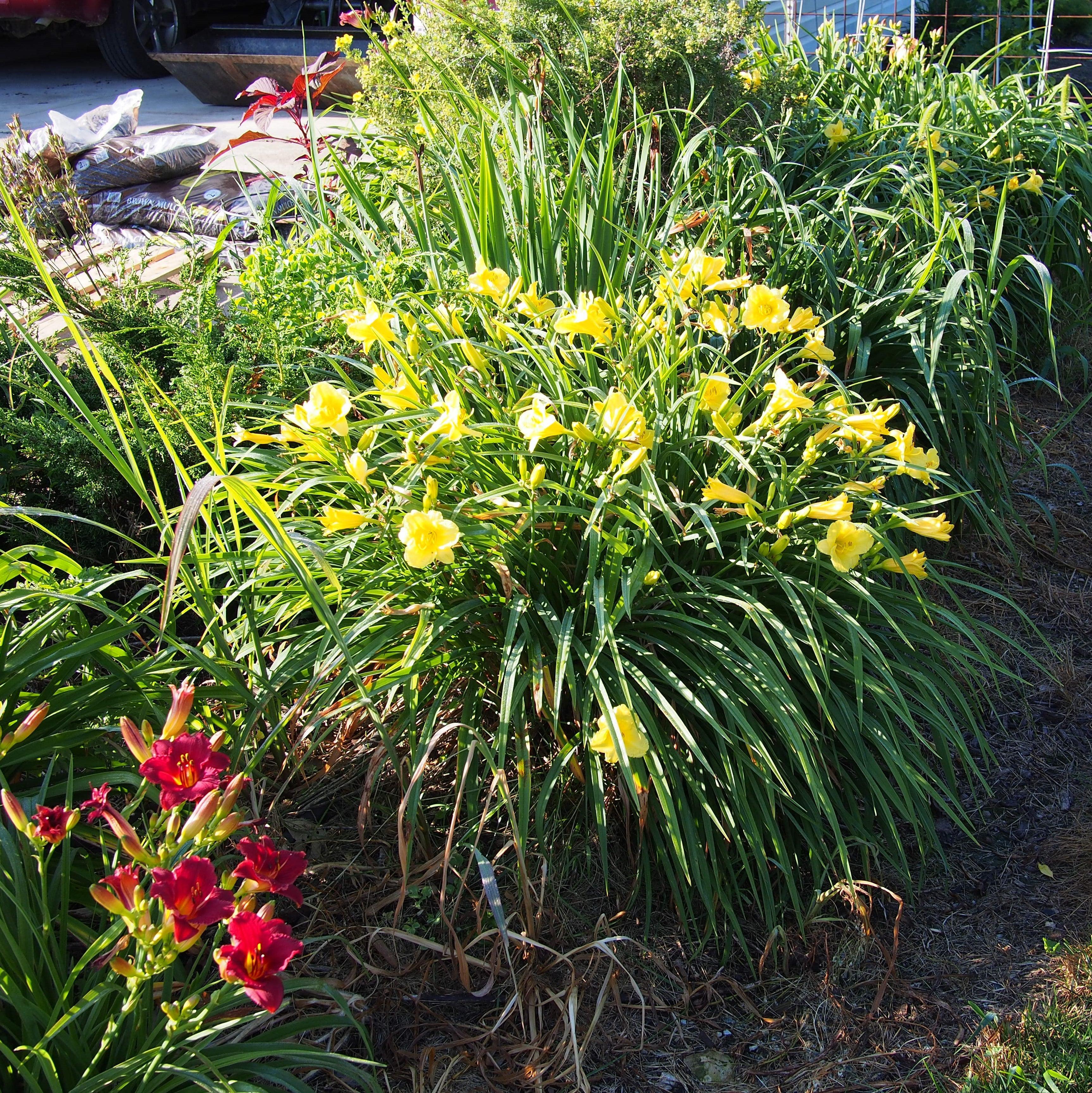 Daylily, Happy Returns Daylily - Image 4