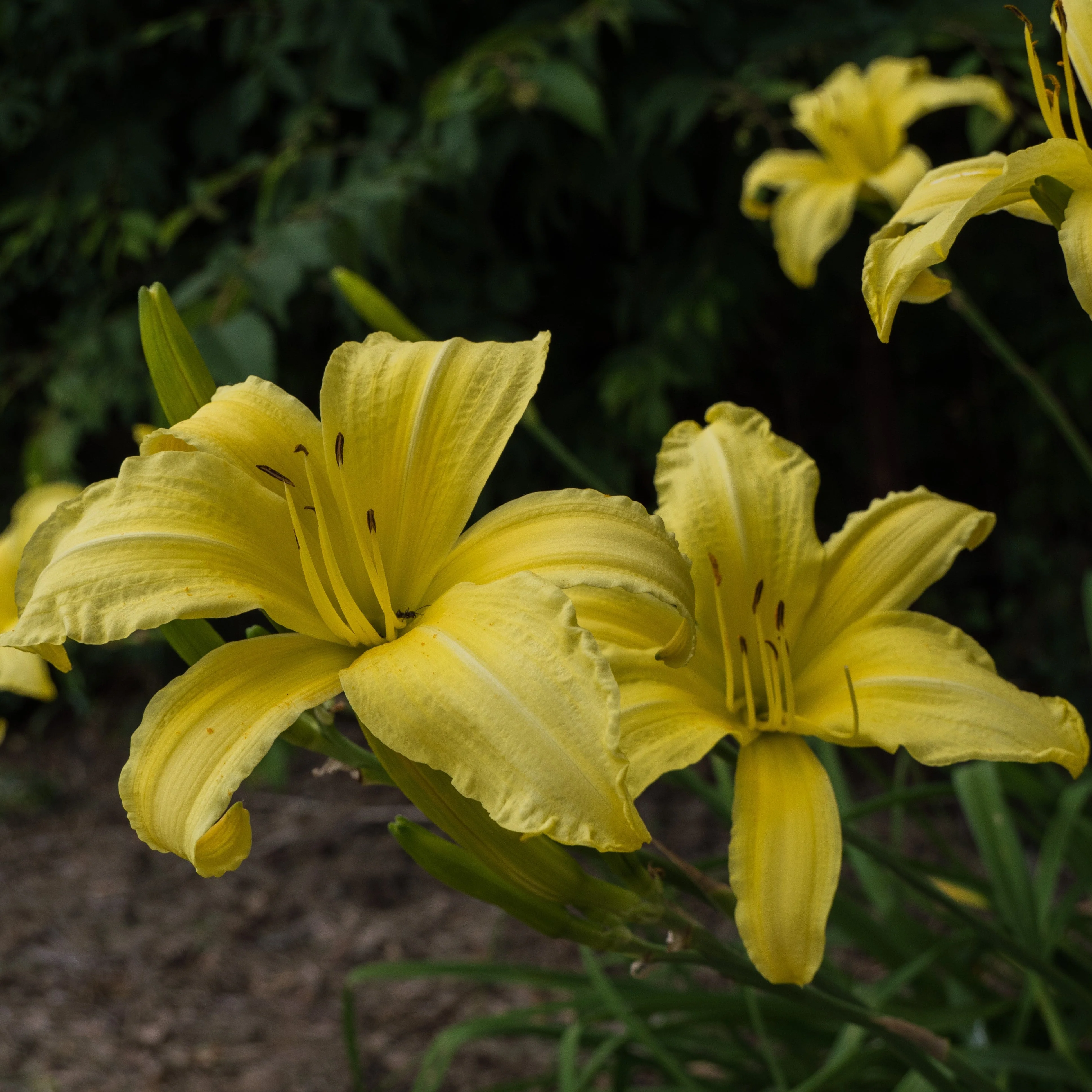 Daylily, Hyperion Daylily - Image 2