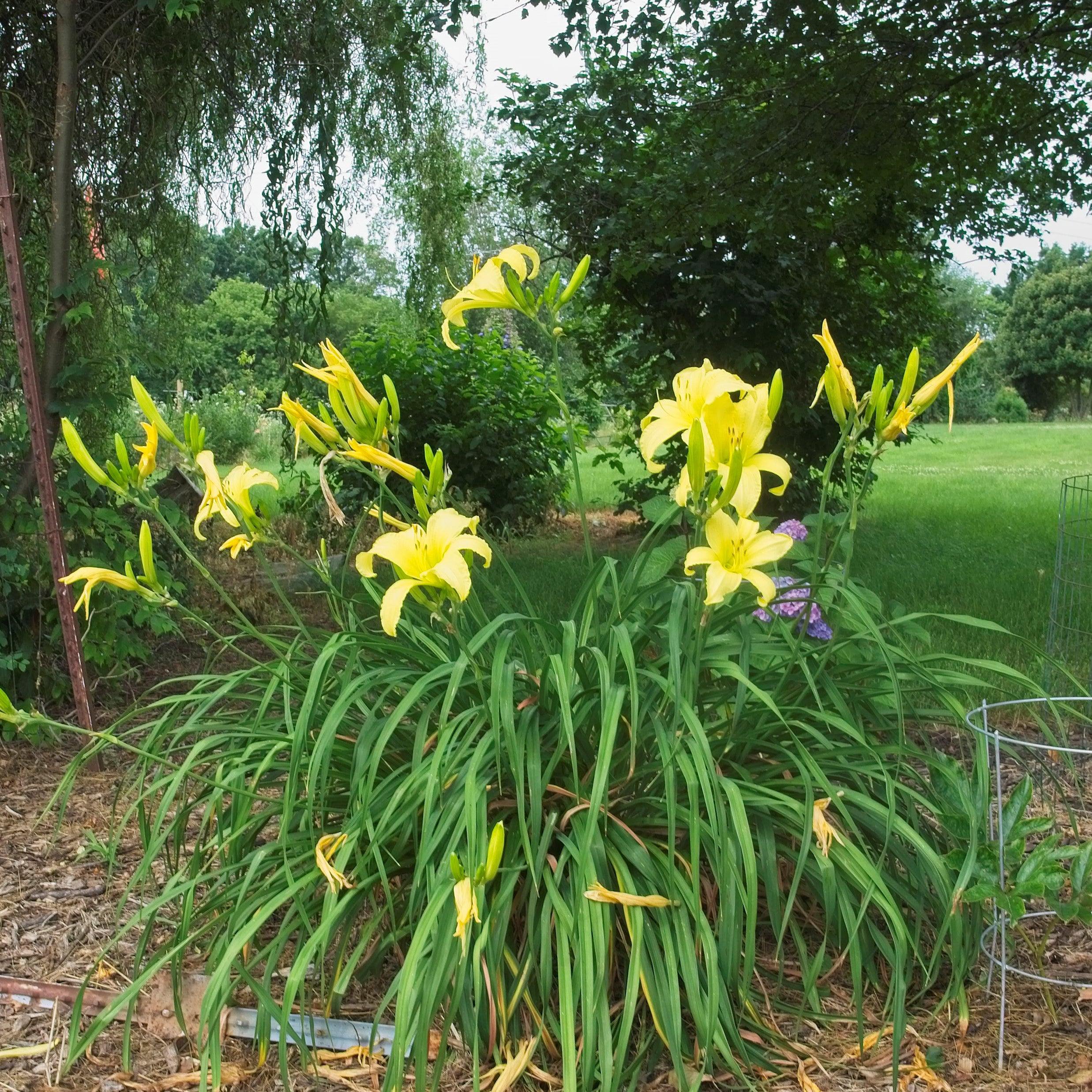 Daylily, Hyperion Daylily - Image 3