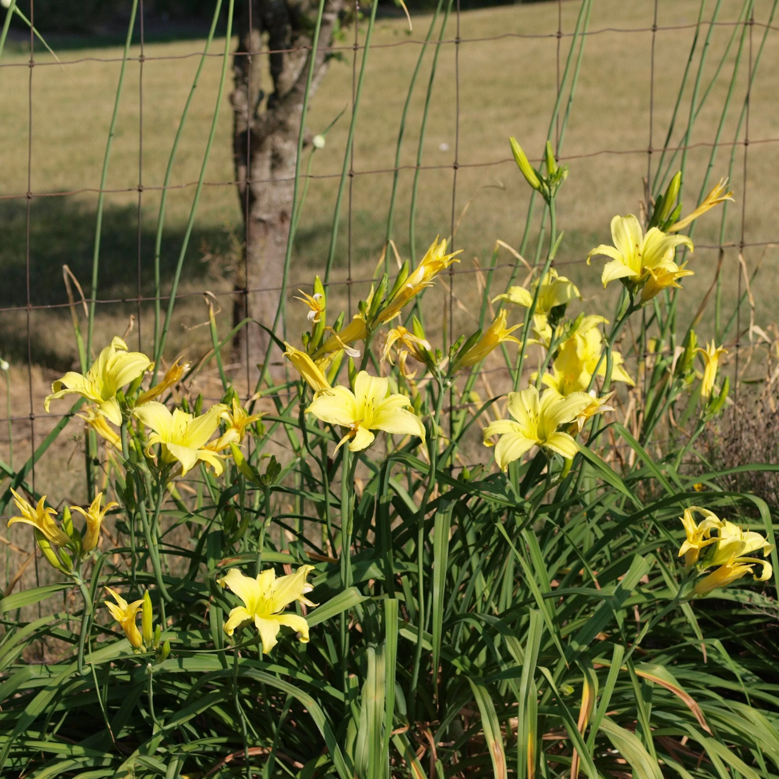 Daylily, Hyperion Daylily - Image 4