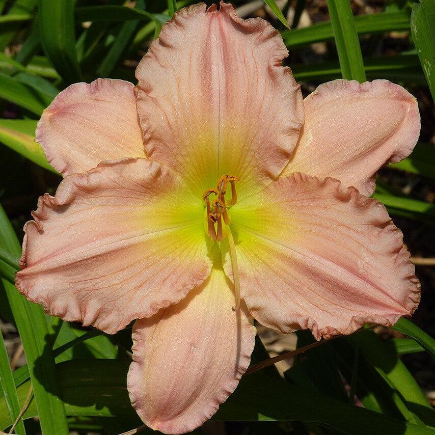 Daylily, Jolyene Nichole Daylily - Image 2