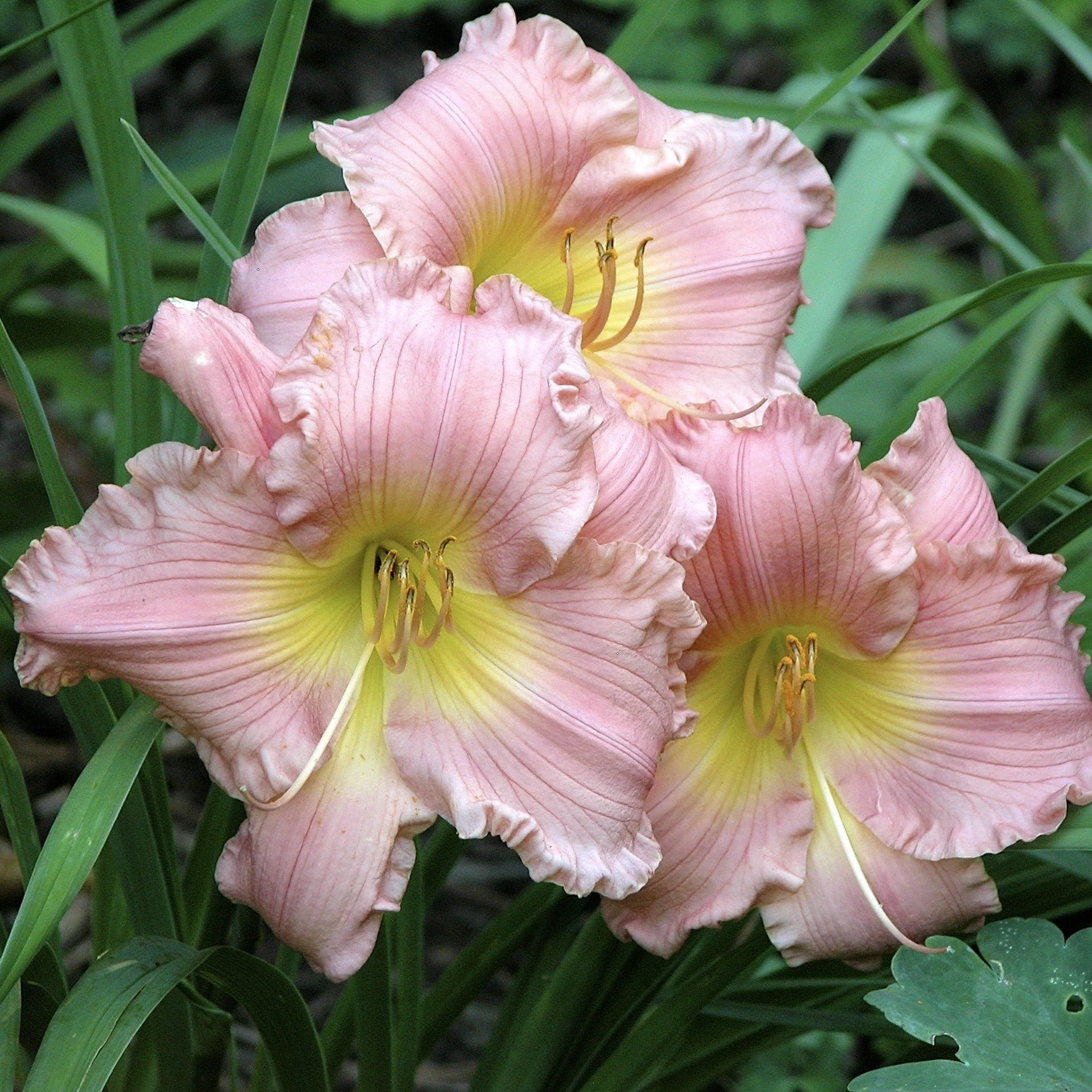 Daylily, Jolyene Nichole Daylily - Image 3