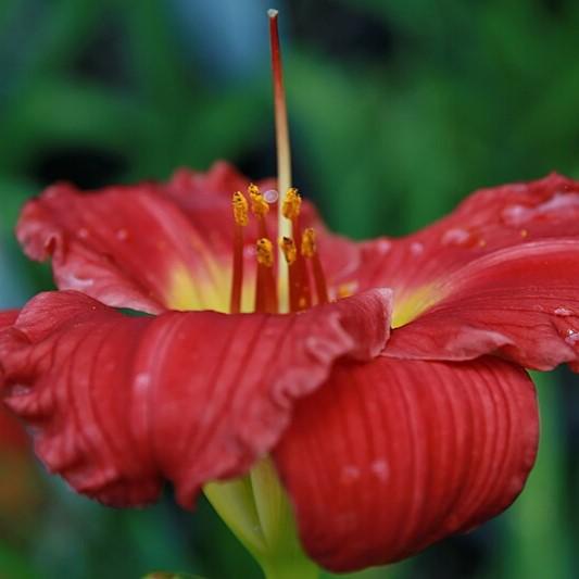 Daylily, Red Hot Returns Daylily - Image 2