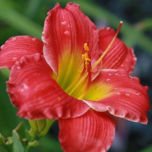 Daylily, Red Hot Returns Daylily - Image 3