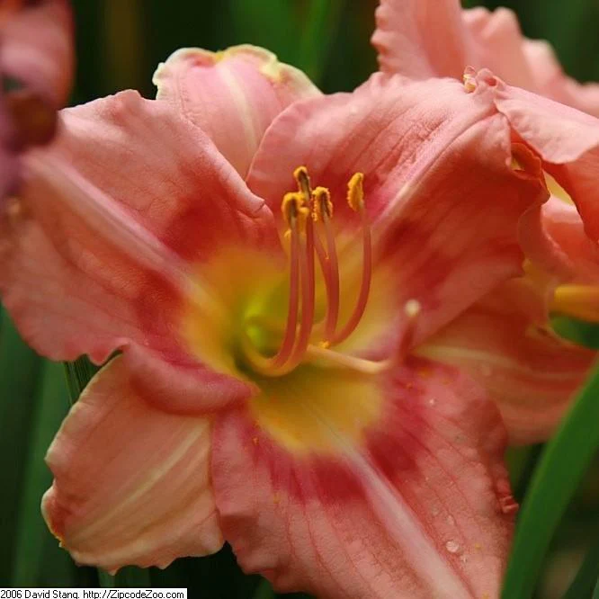 Daylily, Rosy Returns Daylily - Image 2