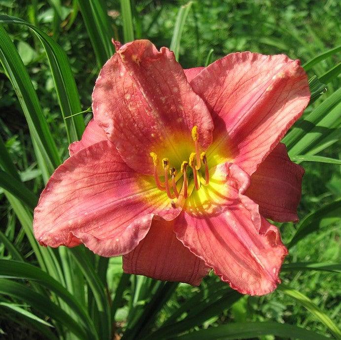 Daylily, Rosy Returns Daylily - Image 3