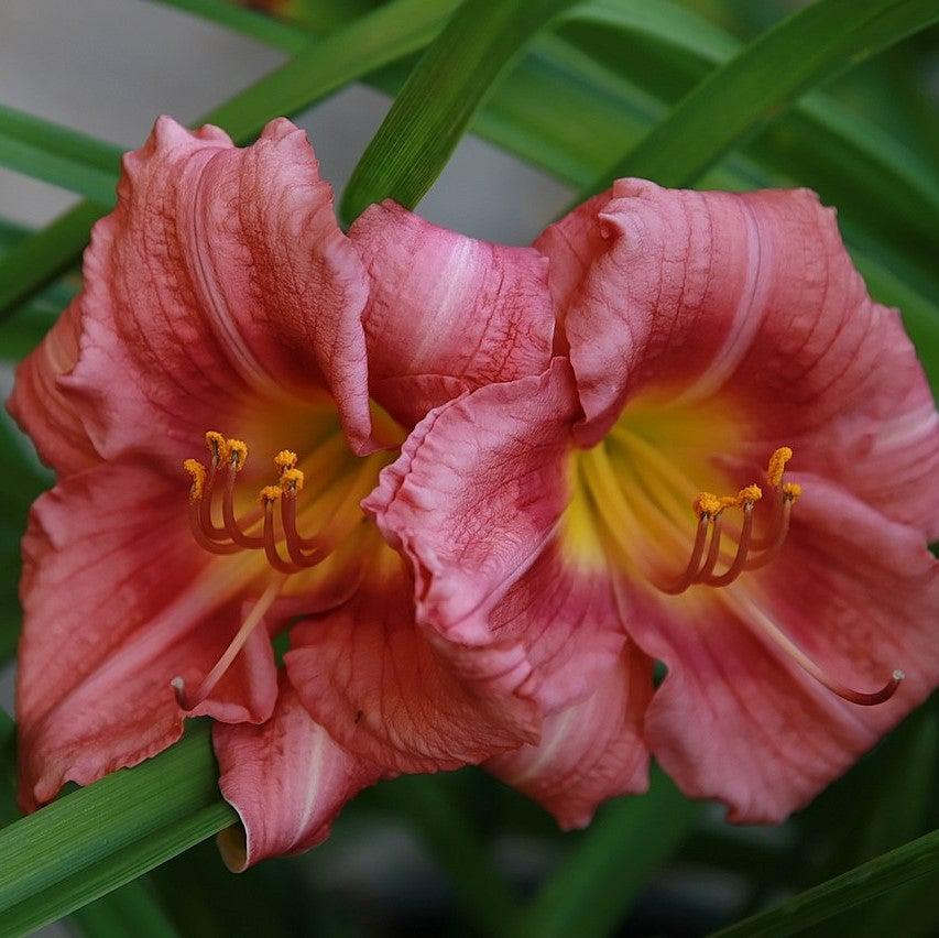 Daylily, Rosy Returns Daylily - Image 4