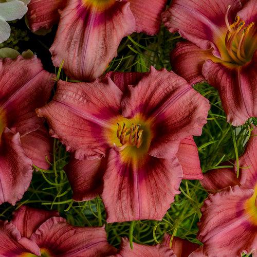 Daylily, Rosy Returns Daylily - Image 5