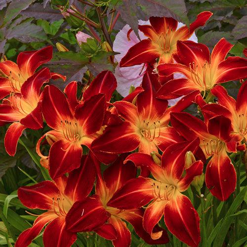 Daylily, Rainbow Rhythm® Ruby Spider Daylily - Image 2